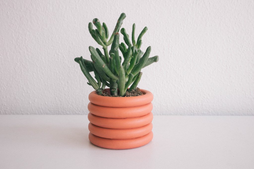 a succulent in an orange-colored pot