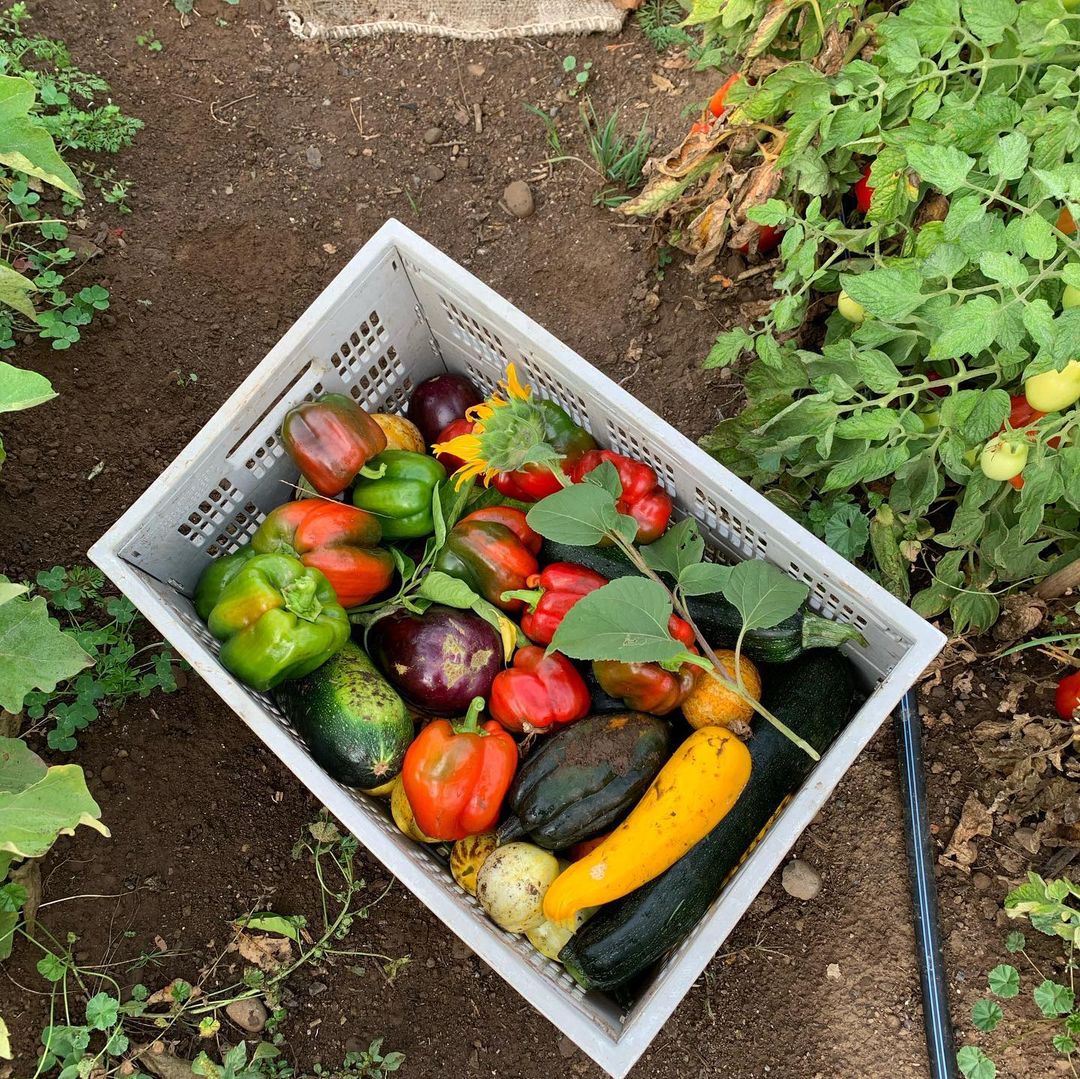 Black owned farms near me